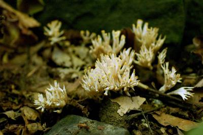 coral mushroom