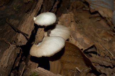 unidentified
