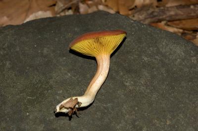 Phylloporus rhodoxanthus