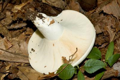Russula sp.