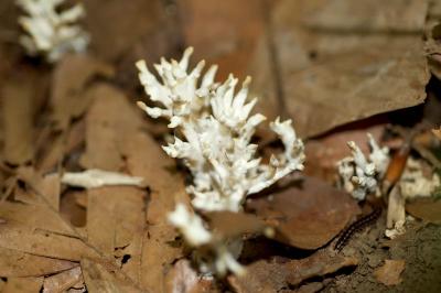 coral mushroom
