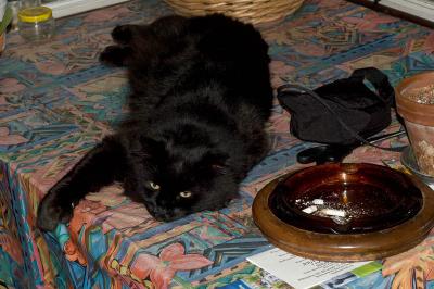 cat ennui