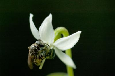 tiny bee on chiltepin chili flower (1:1 macro)