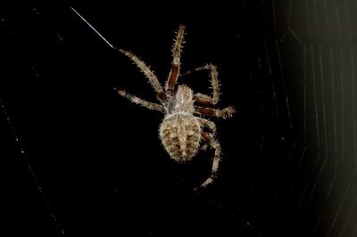 orb weaver with dagger back pattern