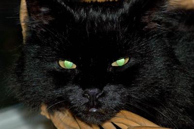 catface