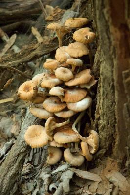 Armillaria tabascens