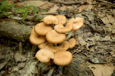 Armillaria tabascens