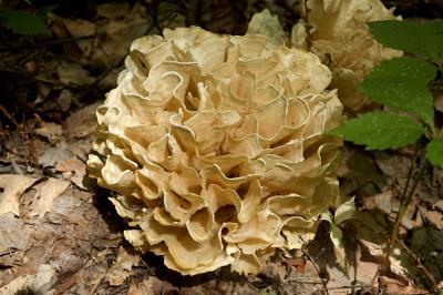 Sparassis crispa