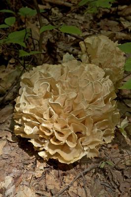 Sparassis crispa