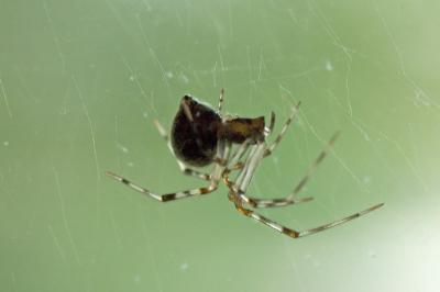 translucent spider (macro)