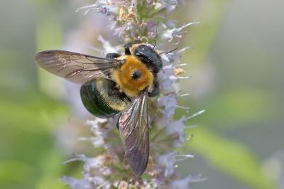 bumblebee 2