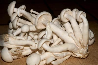 beech mushrooms