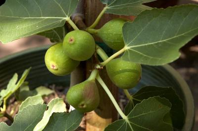 fig tree closeup