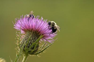 thistle bees
