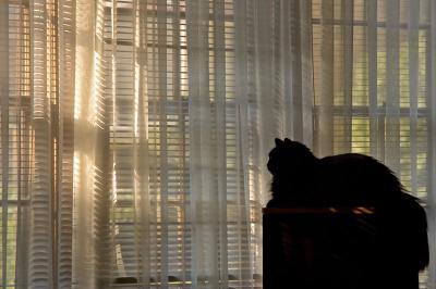 silhouetted