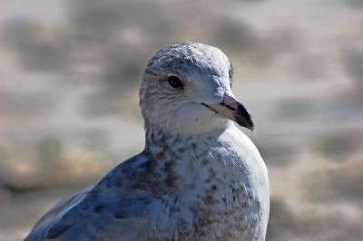 scraggly seagull
