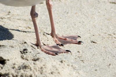 seagull feet