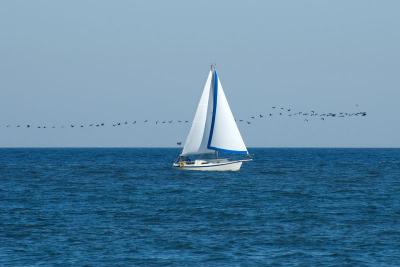 sailboat and geese flock