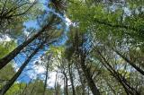 gnarly hemlocks