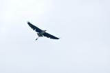 egret aloft