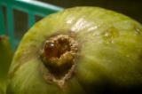 fig (macro)