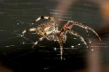 dark orb weaver poised