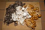black trumpet chanterelle, beech and honey mushrooms