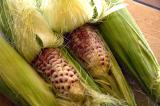 red corn