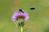 thistle bees 2