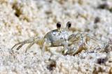 sand crab crop