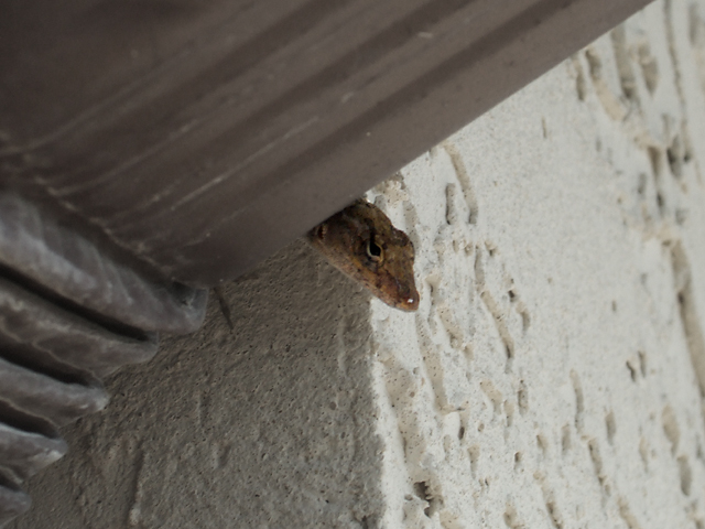 House Guest
