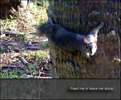 Don't Feed the Squirrels