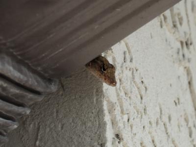 House Guest