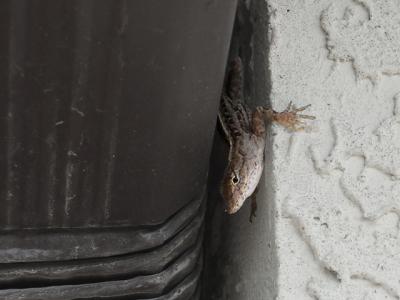 House Guest