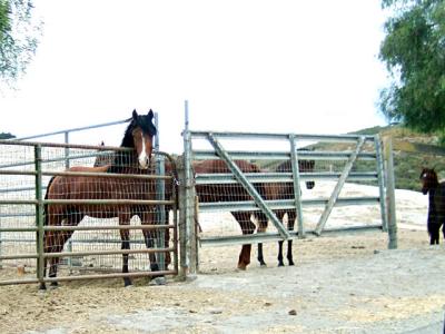 Arbian Horses