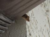House Guest