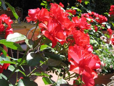 Flowers at a Ristorante