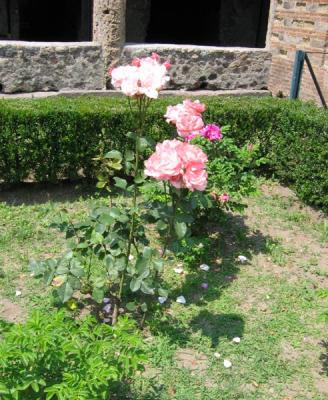 Villa dei Misteri - Rose