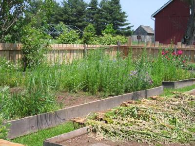 Kitchen Garden