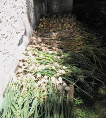 Garlic & Onion Crop 2005