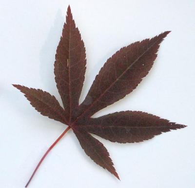 Sample Leaf - J. Maple #010