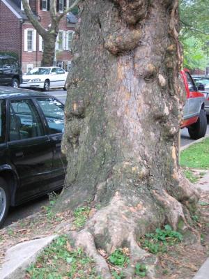 Tree vs Sidewalk