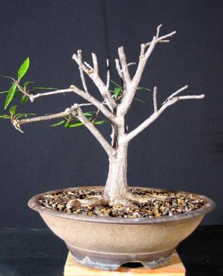 Ficus salicifolia - Chopped!