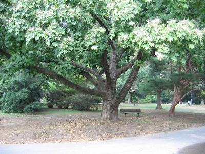 Park View