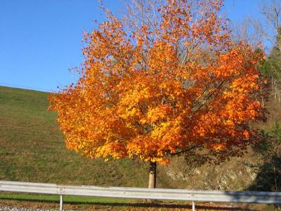 Flaming Maple