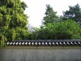 Bamboo behind Wall