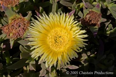 Desert Flower or Wstenblume