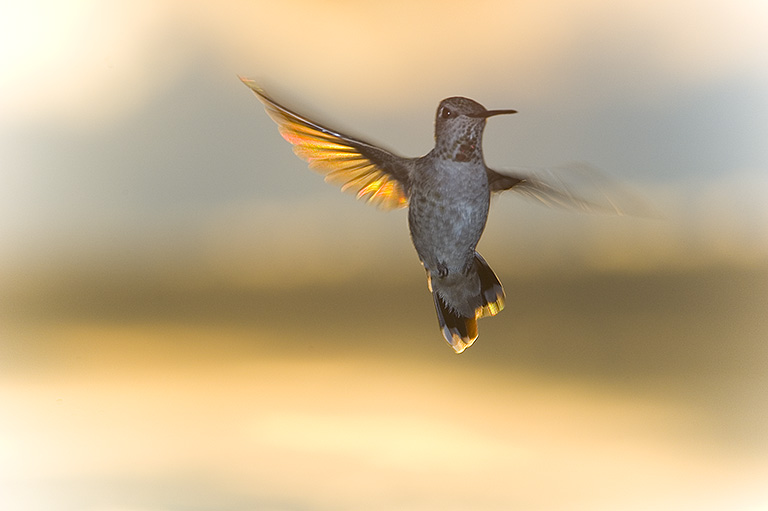 Little Golden Wing.jpg