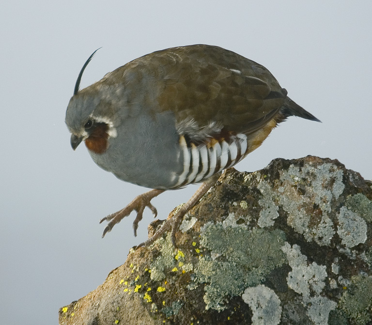 Mountain Quail descending
