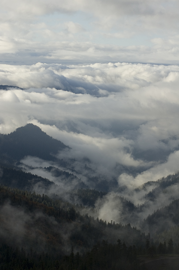 Clearing in Goodyears Creek Vertical